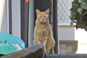 上尾市のN様より屋根塗装と外壁塗装の見積依頼