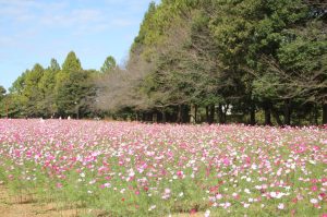 さいたま市北区の花の丘公園