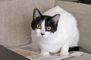 さいたま市北区のK様より屋根塗装と外壁塗装の見積依頼
