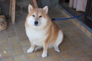 上尾市のM様より外壁塗装の見積依頼