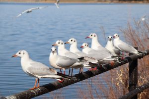 さいたま市南区から戸田市にまたがる彩湖を散歩